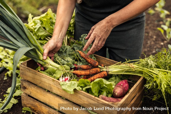 np_Vegetable farmer arranging fresh organic produce into a crate on an organic farm_0JMdrb_free (1)